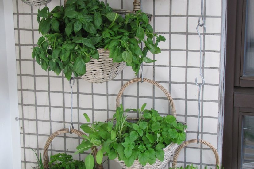 5 Tips For Your First Vertical Garden